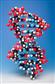 Großer DNA-Modell-Baukasten (10 Basenpaare)