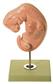 Embryo, 25-fach vergrößert 