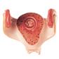 Uterus mit Embryo im 1. Monat Einzelmodell aus Schwangerschaftsserie