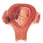Uterus mit Embryo im 3. Monat Einzelmodell aus Schwangerschaftsserie