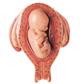 Uterus mit Fetus im 5 Monat - Rückenlage Einzelmodell aus Schwangerschaftsserie
