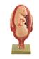 Uterus mit Fetus im 7. Monat Einzelmodell aus Schwangerschaftsserie