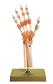 Funktionsmodell der Hand- und Fingergelenke