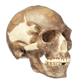 Schädelrekonstruktion eines fossilen Homo sapiens