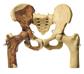 Beckenrekonstruktion v. Australopithecus Africanus 