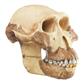 Schädelrekonstruktion von Australopithecus afarensis