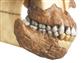 Schädelrekonstruktion von Australopithecus afarensis