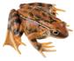 Grasfrosch, Weibchen, Tierplastik 
