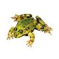 Teichfrosch, Männchen Somso-Tierplastik