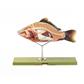 Anatomie beim Knochenfisch 4-teilig, Somso-Modell