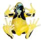Färberfrosch, weiblich Somso-Tierplastik