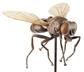 Fliege, 30fach vergrößert Somso-Plast, unzerlegbar