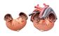 Herzmodelle von Wirbeltieren 